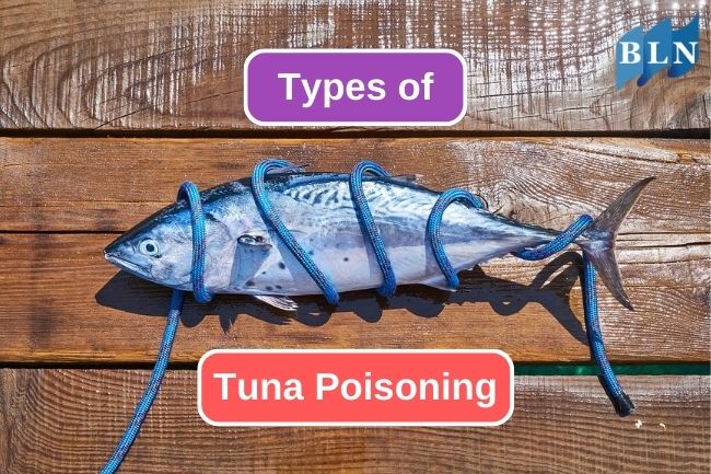 Tuna Poisoning: What Causing It?